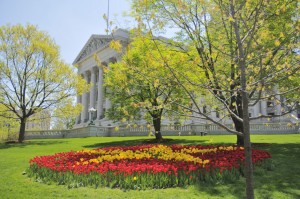 Tulips in front of the State capitol