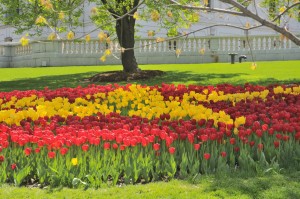 tulips on the Square