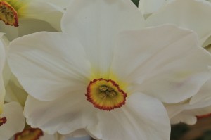 a pretty white poppy