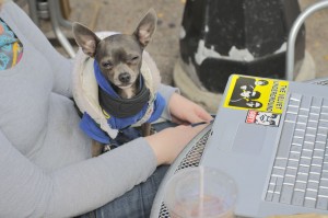 A little dog in a street side cafe