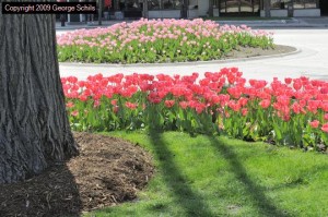 Pretty tulips in spring
