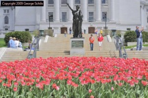 Tulips in front of the capitol
