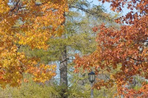 autumn colors near the top of Bascom